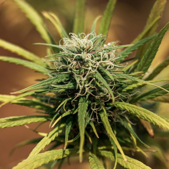 marijuana-leaf-bokeh-background-marihuna-medicinal-purposescbd-hemp-plant